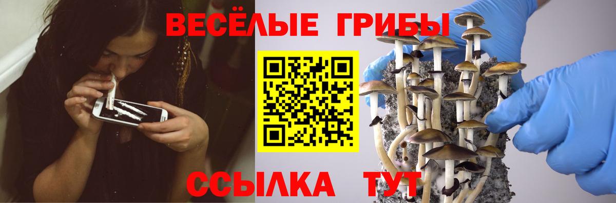 Псилоцибиновые грибы Cubensis  Вход с VPN  Волжск 